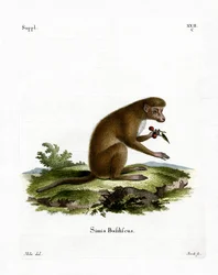 Makak (färgad gravyr)