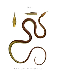 Madagaskar Lövnossnake (färg litho)