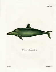 Malayan Dolphin (färgad gravyr)