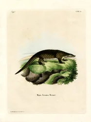 Malayan Pangolin (färgad gravyr)