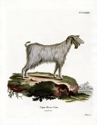 Mamber Goat (färgad gravyr)