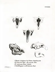 Manatee Skulls (färgad gravyr)