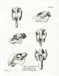 Manatee Skulls (färgad gravyr)