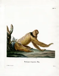 Maned Sloth (färgad gravyr)