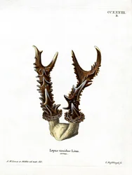 Mountain Hare Antlers (färgad gravyr)