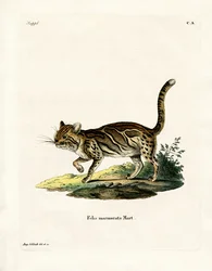 Marmorerad katt (färgad gravyr)