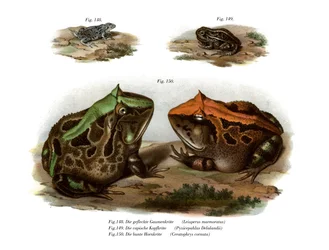 Marmorerad fyrögd groda (färg litho)