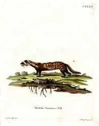Marmorerad Polecat (färgad gravyr)