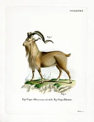 Markhor (färgad gravyr)