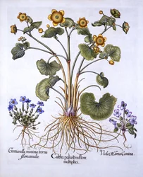 Marsh Marigold, March Violet and Spring Gentian, från Hortus Eystettensis, av Basil Besler (1561-1629), pub. 1613 (handfärgad gravyr)