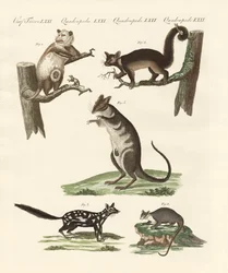 Pungdjur