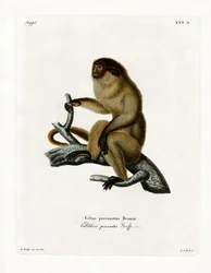 Maskerad Titi