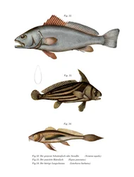 Mager (färg litho)