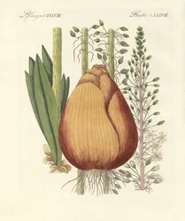 Medicinska växter (färgad gravyr)