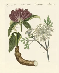 Medicinska växter (färgad gravyr)
