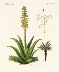 Medicinska växter