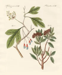 Medicinska växter