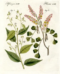 Medicinska växter
