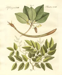 Medicinska växter