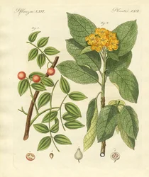 Medicinska växter