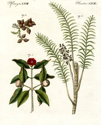Medicinska växter