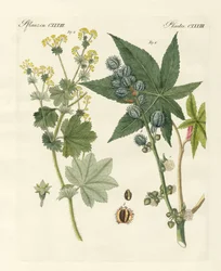 Medicinska växter
