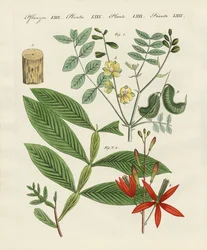 Medicinska växter