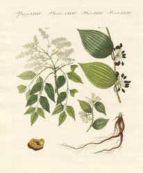 Medicinska växter