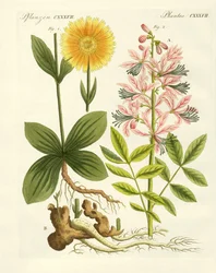 Medicinska växter