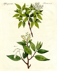 Medicinska växter