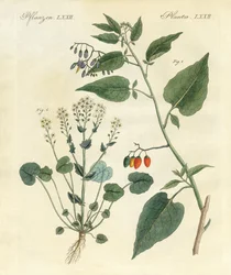Medicinska växter