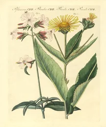 Medicinska växter