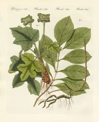 Medicinska växter