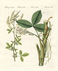 Medicinska växter