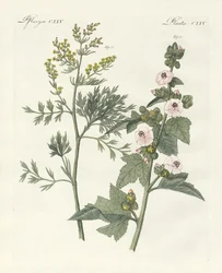 Medicinska växter