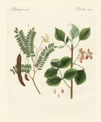 Medicinska växter