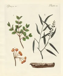 Medicinska växter