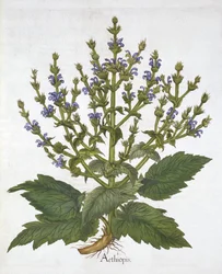 Mediterranean Sage, från "Hortus Eystettensis", av Basil Besler