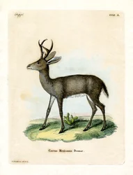 Mexikanska rådjur (färgad gravyr)