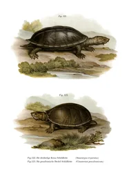 Mexikansk jätte mysksköldpadda (färg litho)