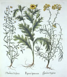 Mexikansk vallmo, Seaside Strawflower och Sneezewort, från Hortus Eystettensis, av Basil Besler (1561-1629) pub. 1613 (handfärgad gravyr)