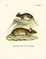 Möss (färgad gravyr)