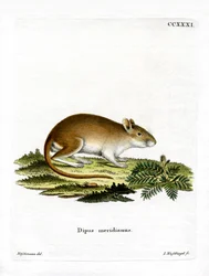 Midday Jird (färgad gravyr)