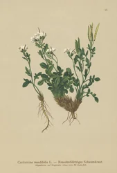 Mignonettebladig bitterkrasse (Cardamine resedifolia, Arabis bellidioides, Cardamine heterophylla)