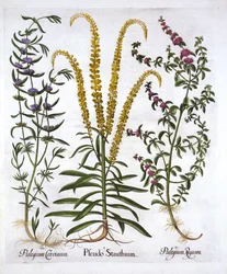 Mignonette, Pennyroyal och Marsh Mint, från Hortus Eystettensis, av Basil Besler (1561-1629), pub. 1613 (handfärgad gravyr)