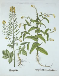 Gingkrasse och vit senap, från Hortus Eystettensis, av Basil Besler (1561-1629), pub. 1613 (handfärgad gravyr)