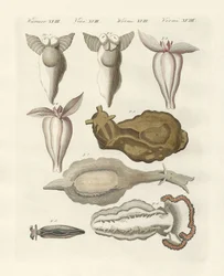 Mollusker (färgad gravyr)