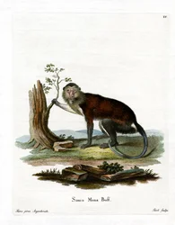 Mona Monkey (färgad gravyr)