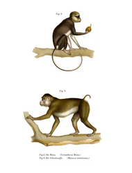 Mona Monkey, 1860