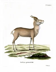Mongolisk gasell (färgad gravyr)